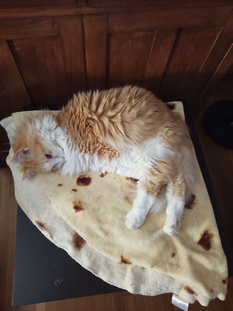 simba shaped like an L