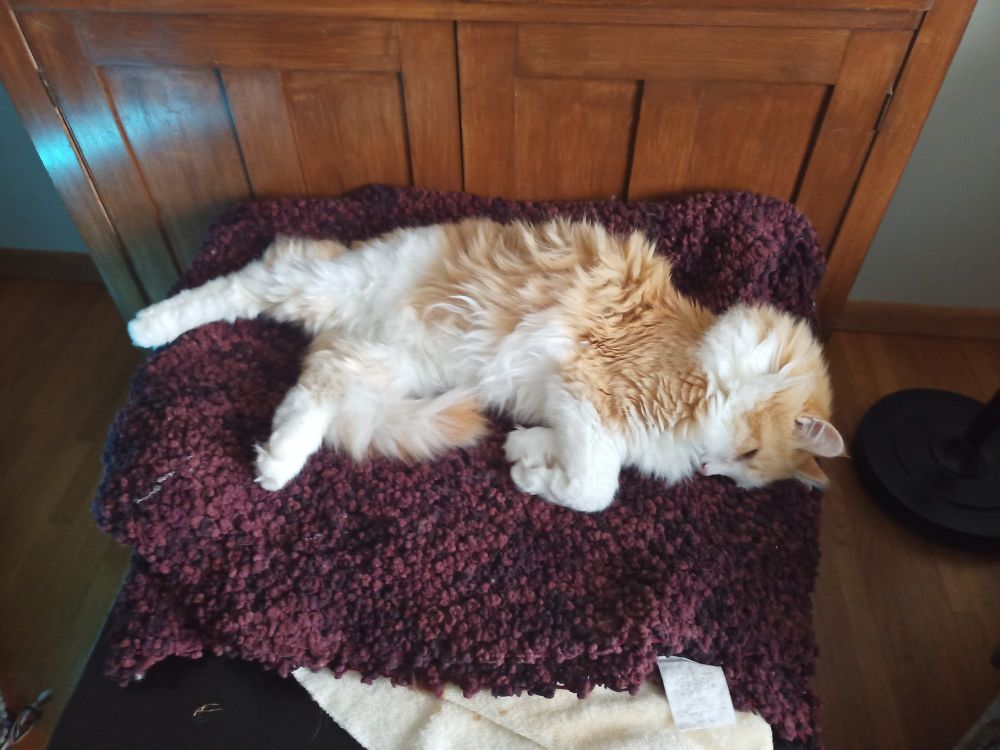 simba the cat laying on his side, in the shape of a line