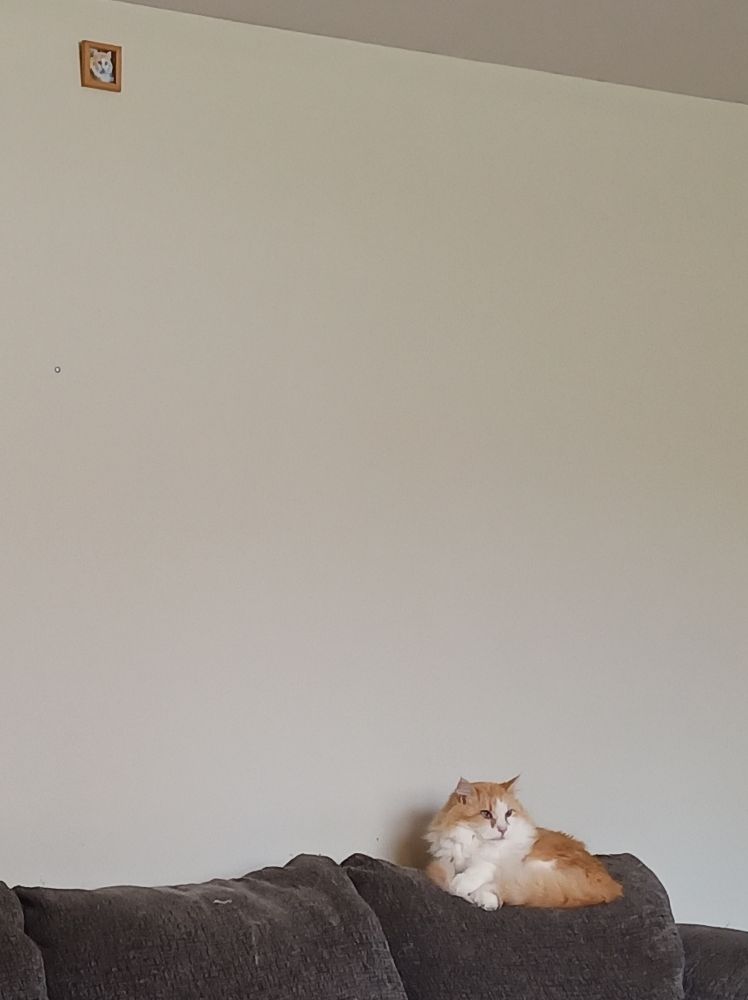 A cropped image of an orange and white cat sitting on a couch, with a large wall in the background. In the top left of the image, on the wall, is a miniature framed photo of Simba.