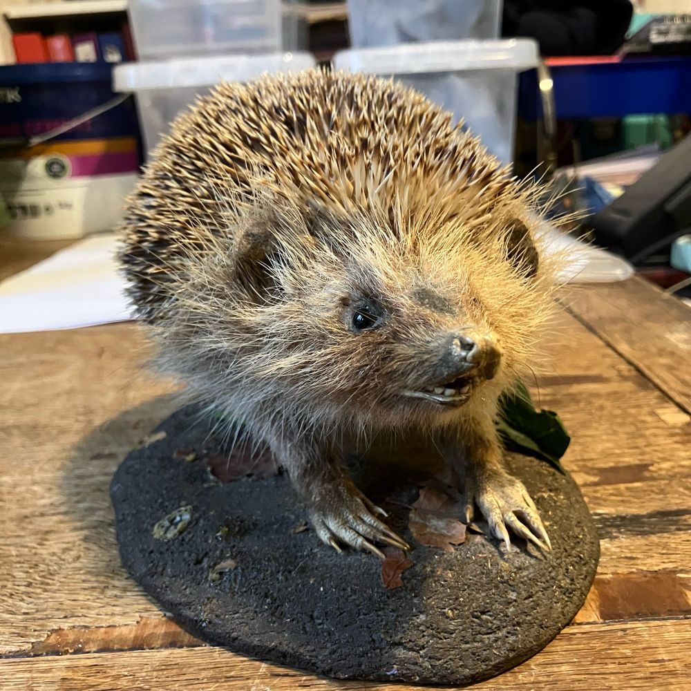 A taxidermy hedgehog (the victim of a road accident) on a wooden table 