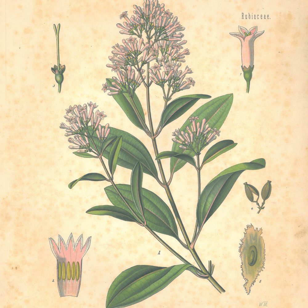 Illustration of cinchona plant with green leaves and pink flowers 