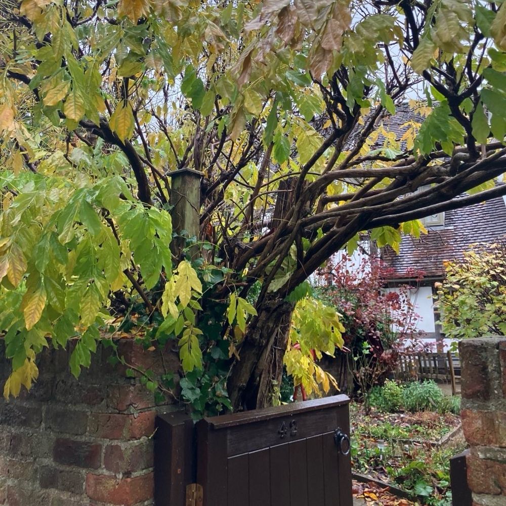 The back entrance to the John Moore Museum, looking from the back gate with trees surrounding it 