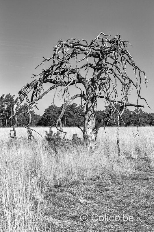 Old tree in bw 
