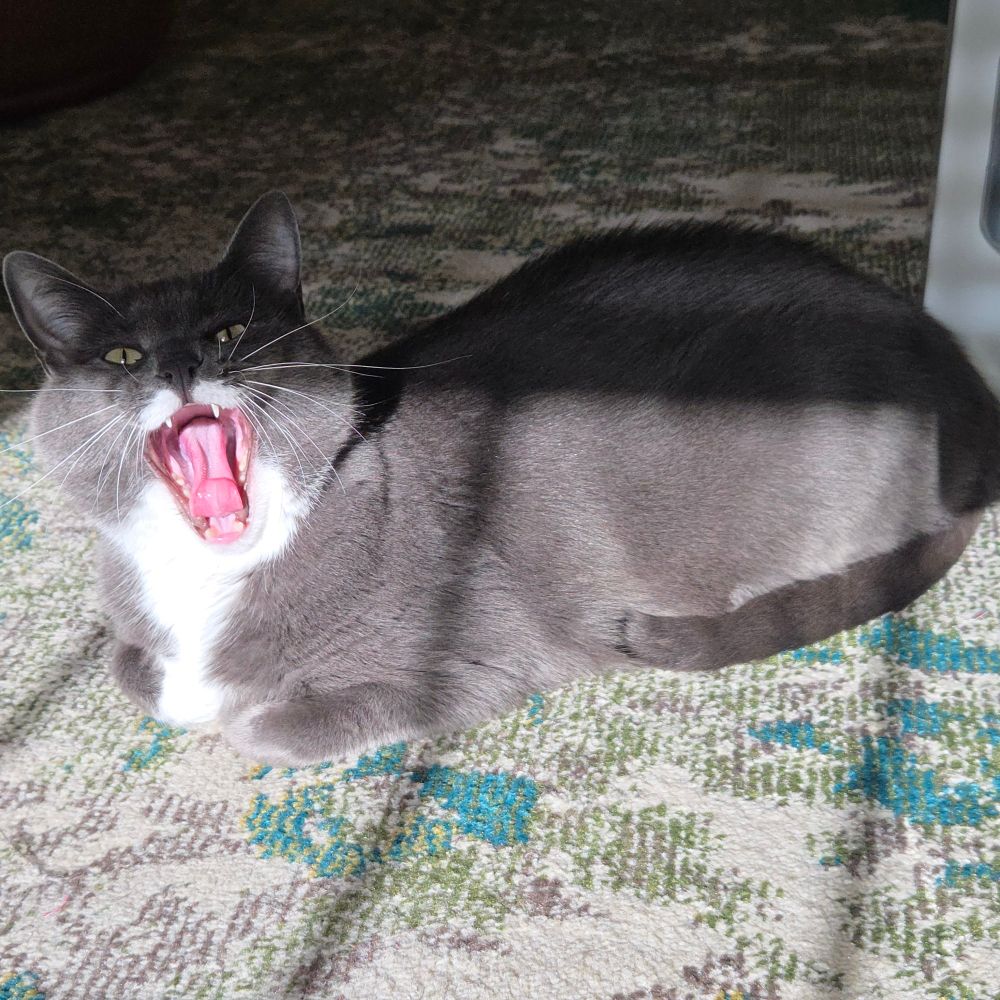 A grey domestic cat lies in loaf position next to a table leg on a patterned rug. He is looking at the camera with his mouth open, as the photographer caught him mid-yawn