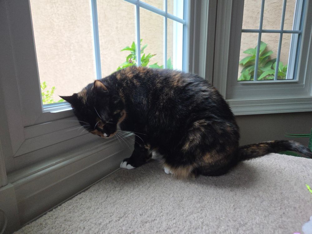 A tortoiseshell cat sits on a carpeted platform in a bay window. She is rubbing her face on the window