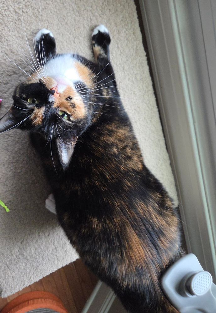 Top-down view of a tortoiseshell cat staring up at the camera while being brushed