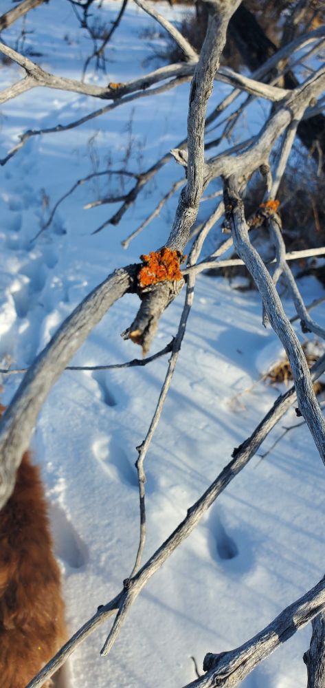 Brilliant orange lichen growing on dead looking grey wood and white snow.
