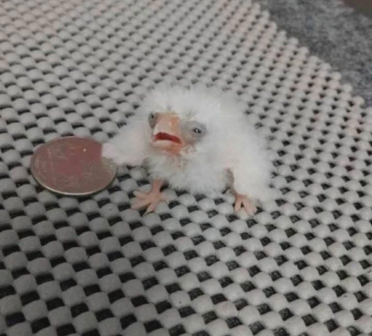 Scrungly little baby bird next to a quarter of comparable size. The poor thing looks so tired and haggard like me :( 