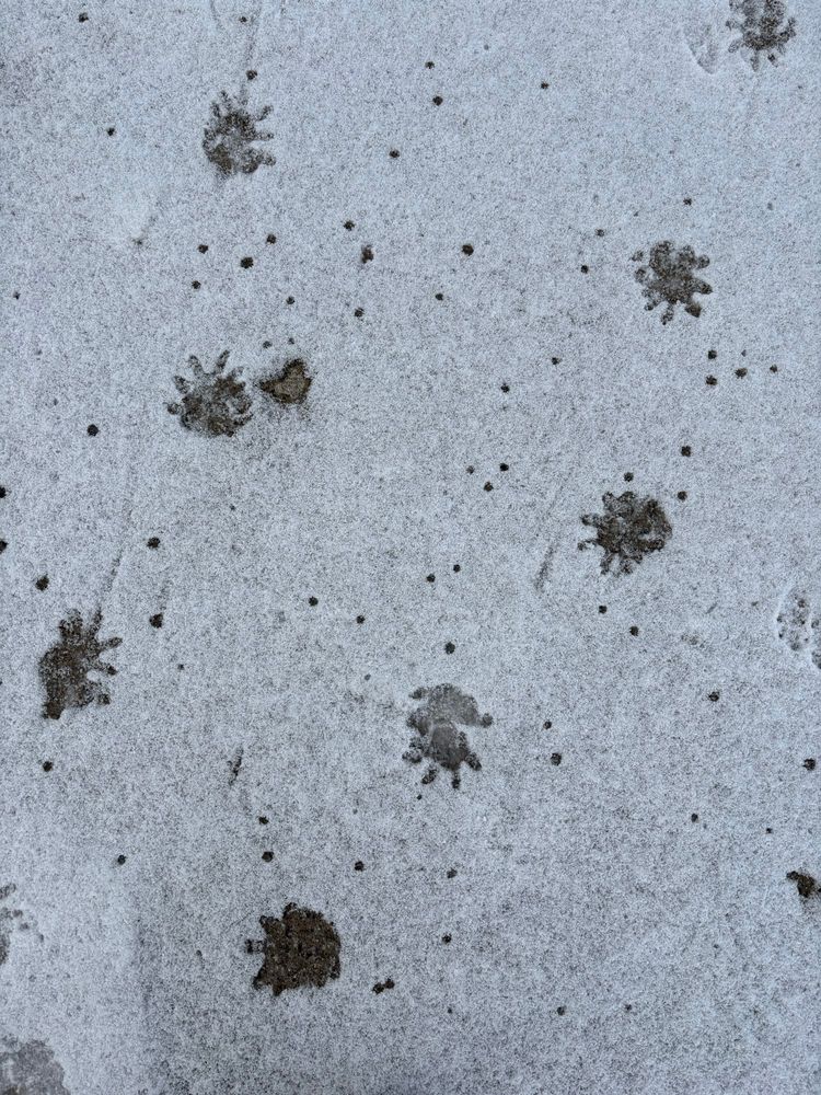 Multiple paw prints in a light coating of snow. The prints are slightly overlapping, have 5 toes each, and are complemented by faint tail drag marks. 