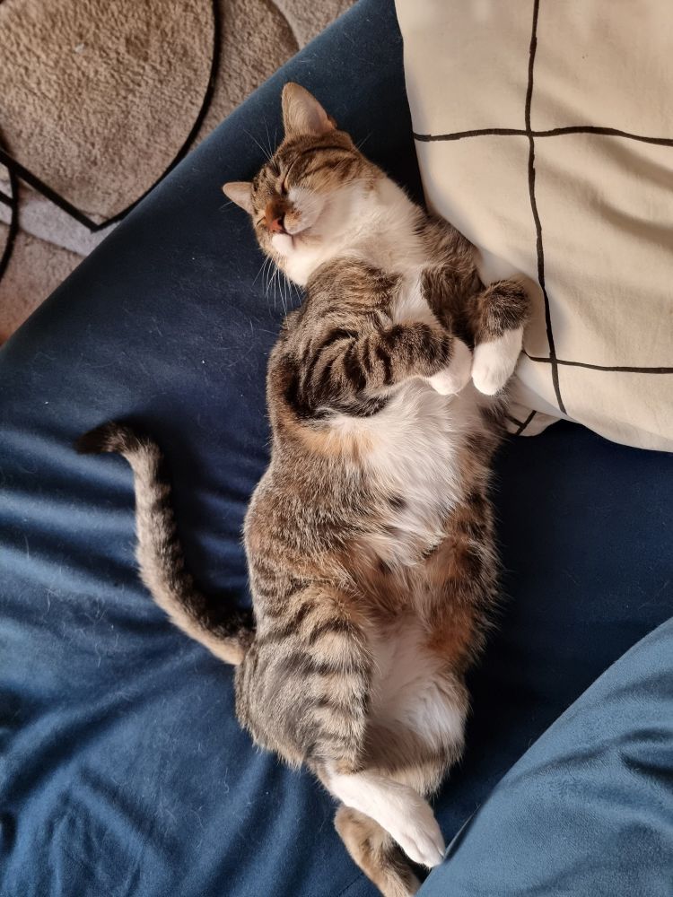 Miso, my cat, sleeping belly up and super comfy on my couch.