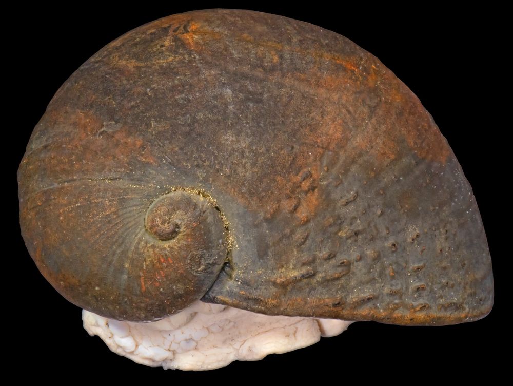 Peltospira gargantua sp. nov.