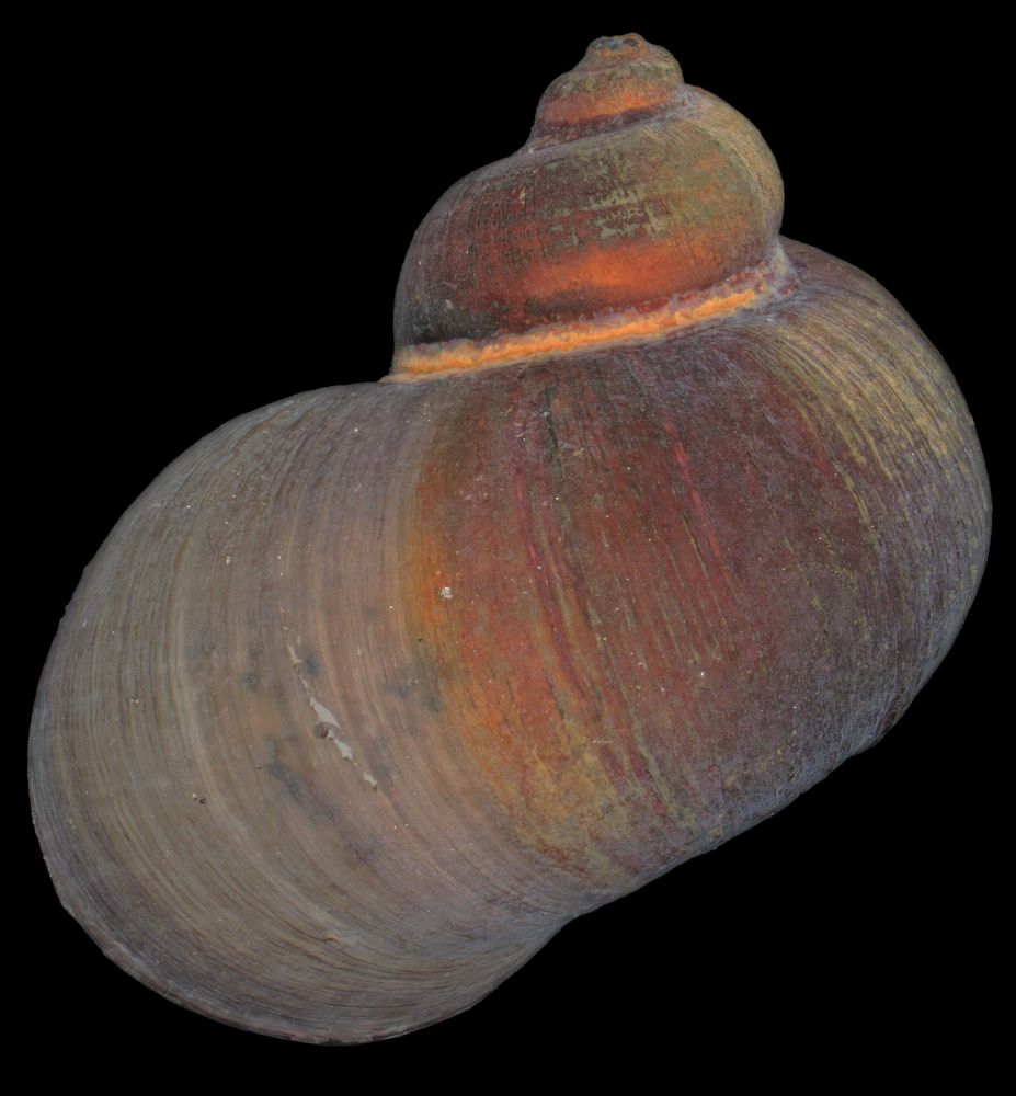 Lirapex pantagruel sp. nov., from two recently discovered vent fields on the Mid-Atlantic Ridge.