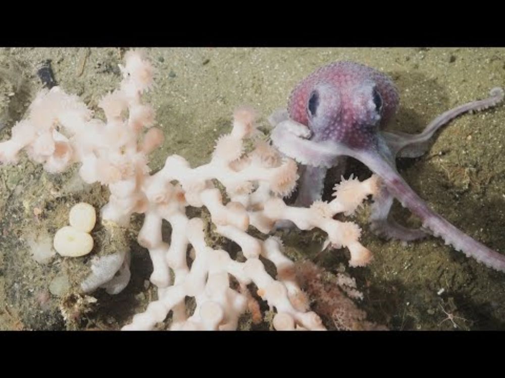Lush with Life | Underwater Oases of the Mar Del Plata Canyon