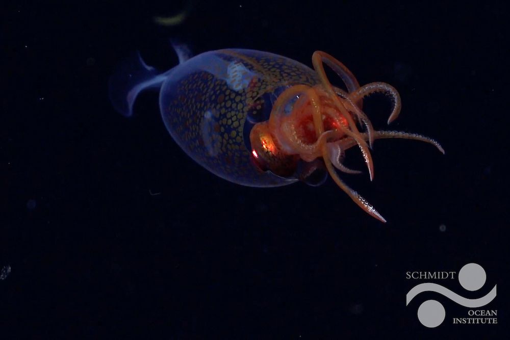 Mesonychoteuthis hamiltoni 