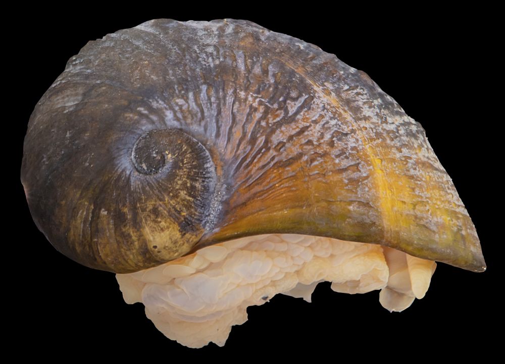Peltospira gargantua sp. nov.