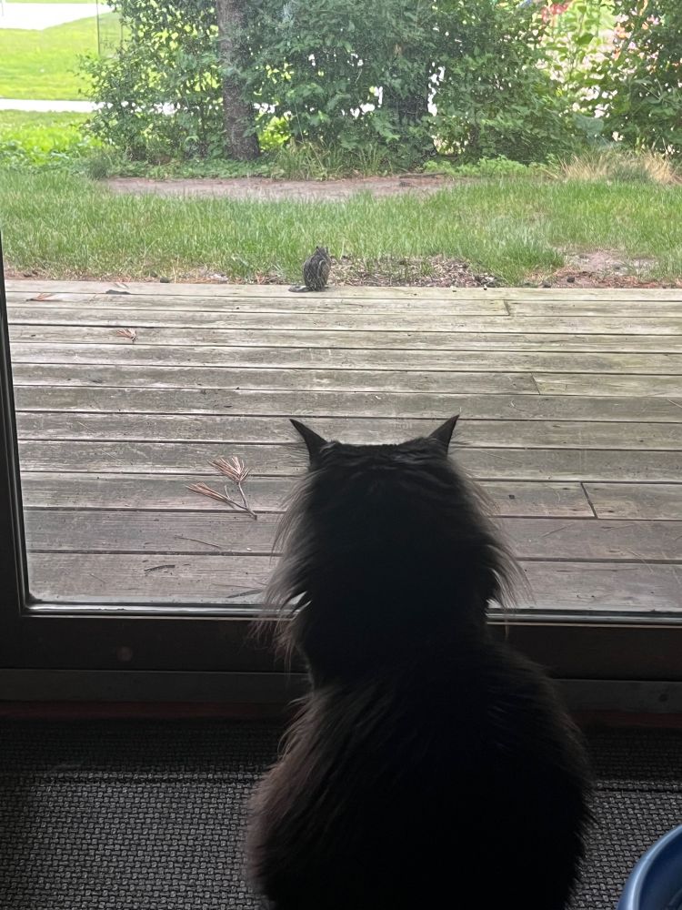close up of Jonesy, a black tuxedo fluffy cat, staring at a chipmunk on the porch through the sliding door windows