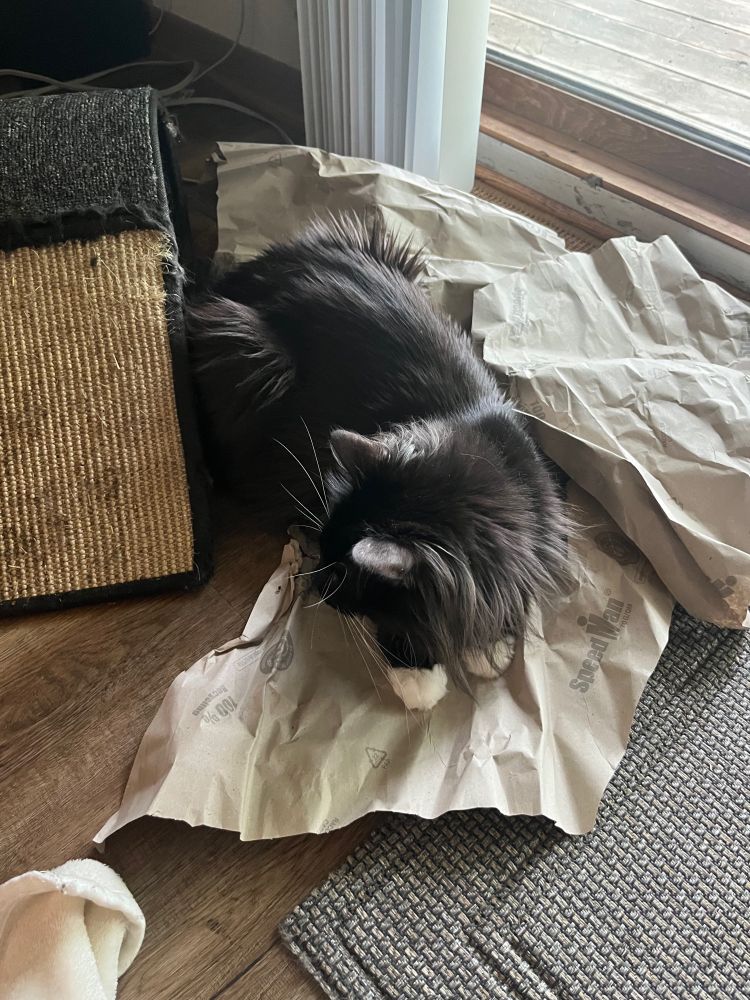 a black cat with white paws loafing on some crinkly packing paper. 