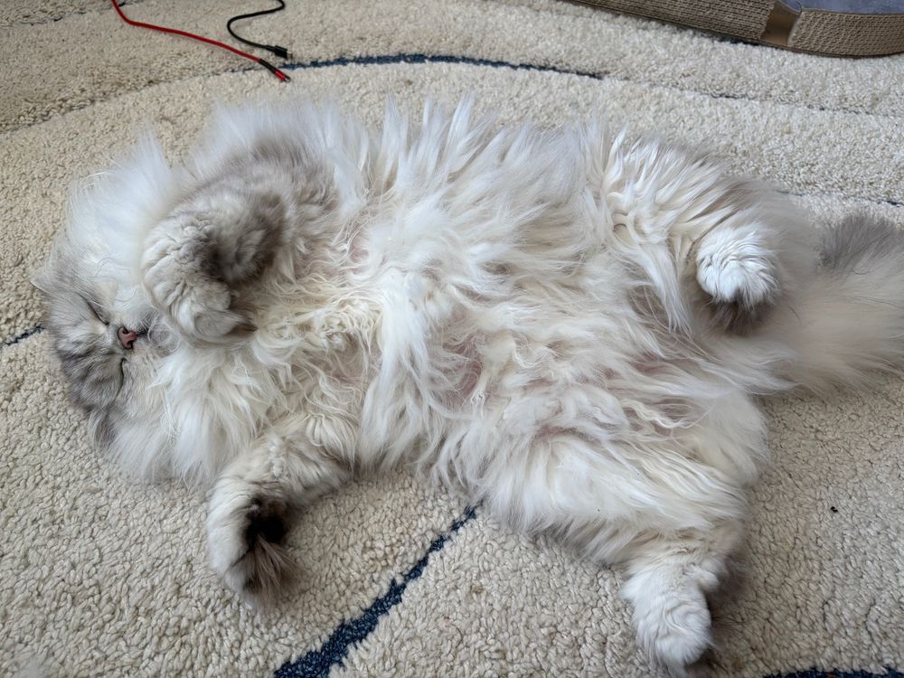 A giant fluffy white cat, asleep and belly up on a white carpet, oblivious to the trials of the day.