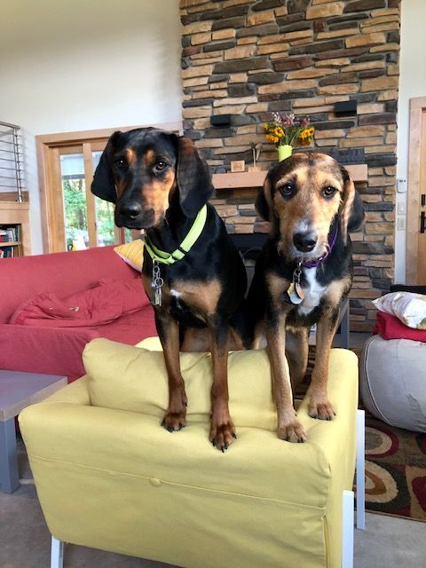 Two brown and black dogs standing on a yellow chair. The dogs are Airedale and Black and Tan mixes. One wears a green collar.