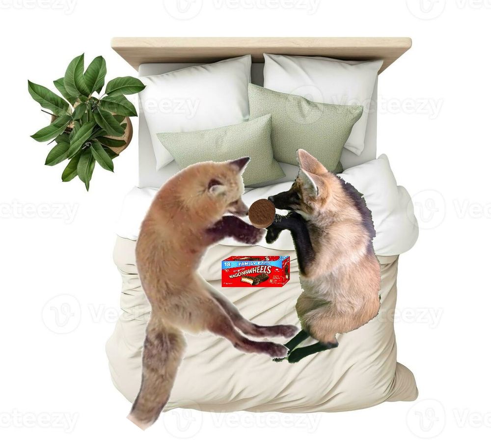 a fox and a maned wolf eating wagon wheels on a bed