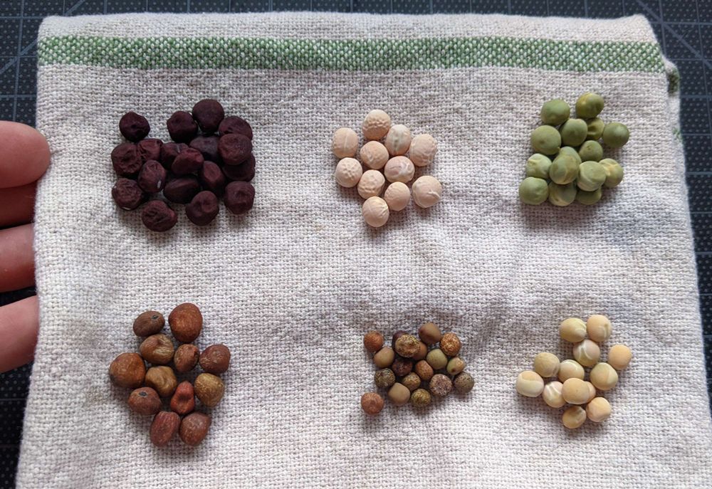 Photo of different varieties of garden pea (Pisum sativum). Clockwise at the top left: Biskopen, Amplissimo Viktoria Ukrainskaya, Oregon Sugar Pod II, Retrija, Wild Pea of Umbria, and a misc yellow soup pea from a seed swap- maybe Admiral?