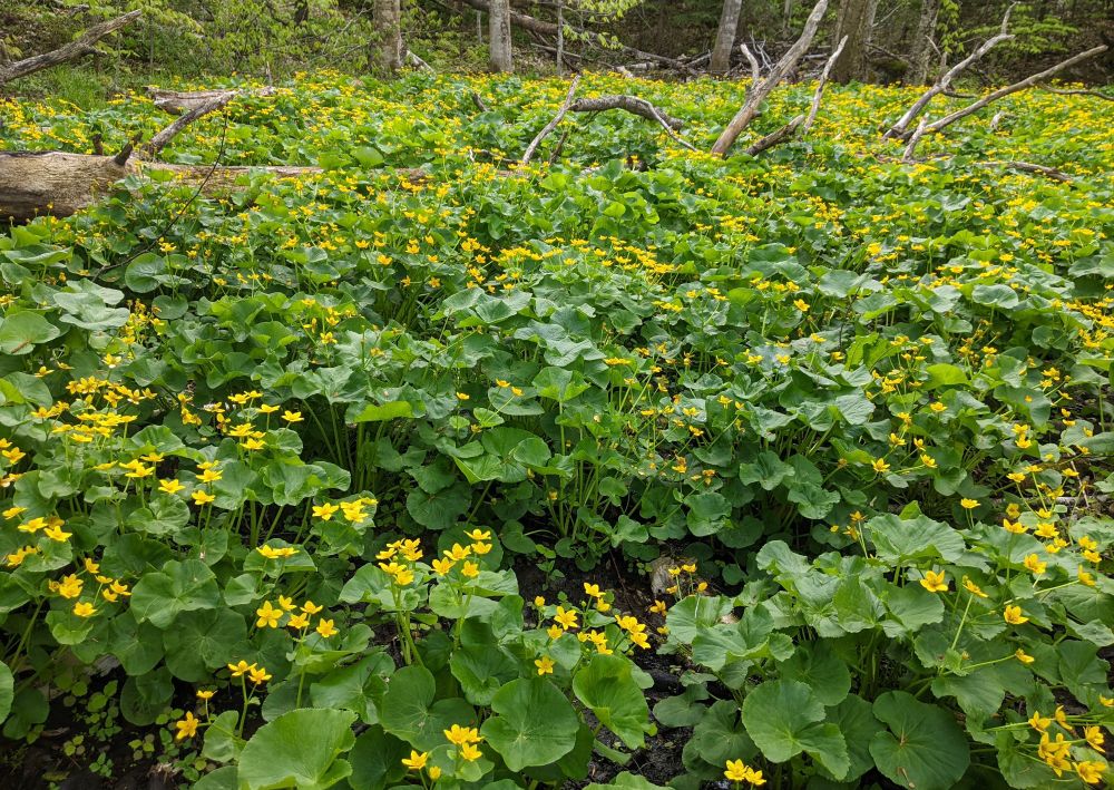 Photo of marsh marigold plants, lush and happy. Tree branches emerge in the background.