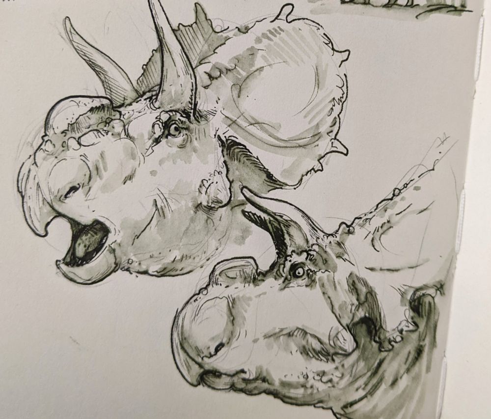 Ink drawing on paper, of nonspecific ceratopsian dinosaur heads 