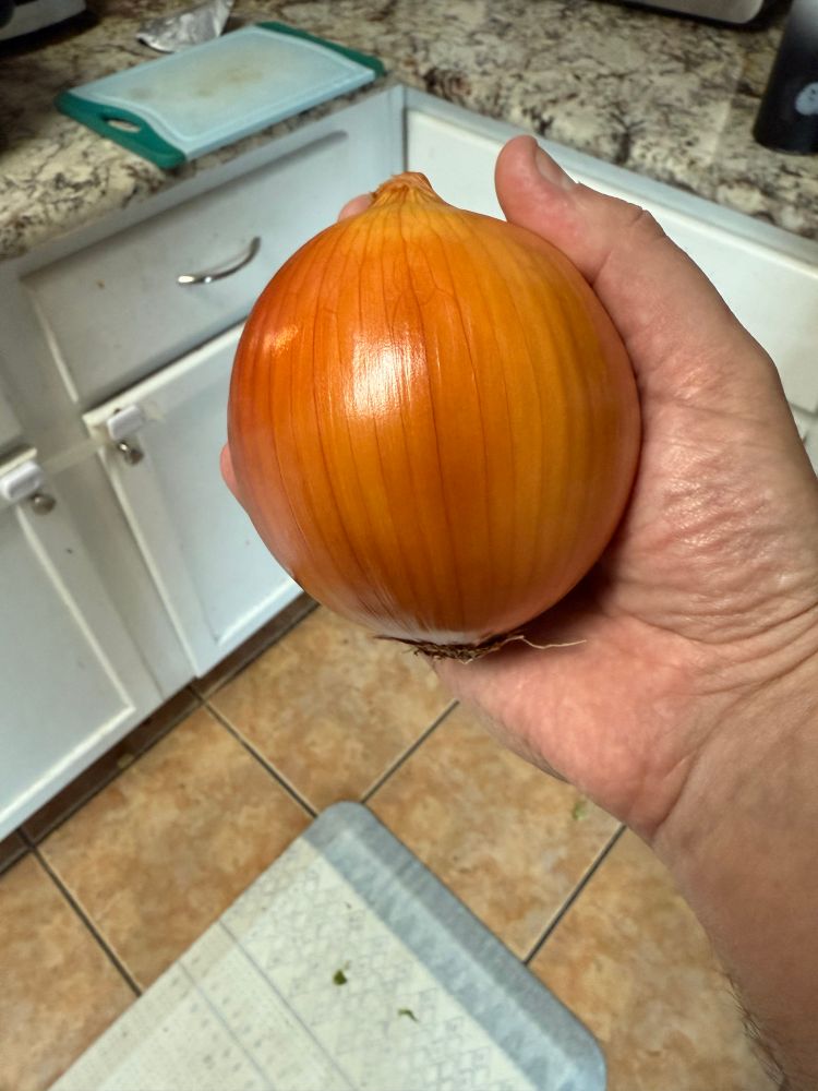 an onion that looks like a real life onion emoji 