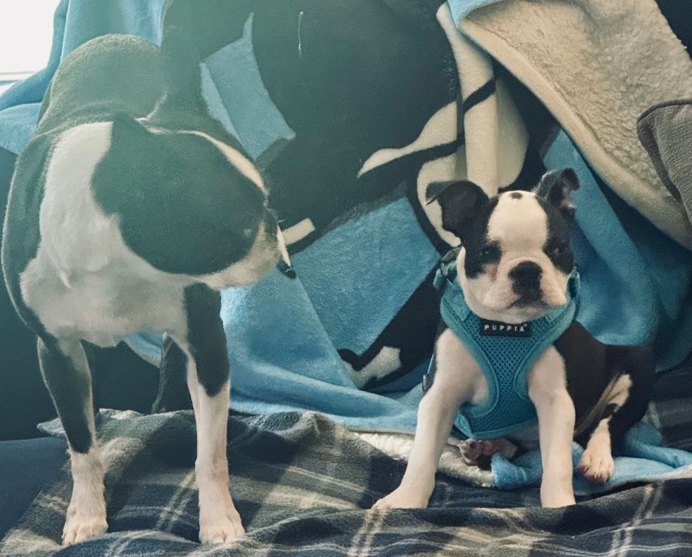 An adult & puppy Boston Terrier discussing tariffs
