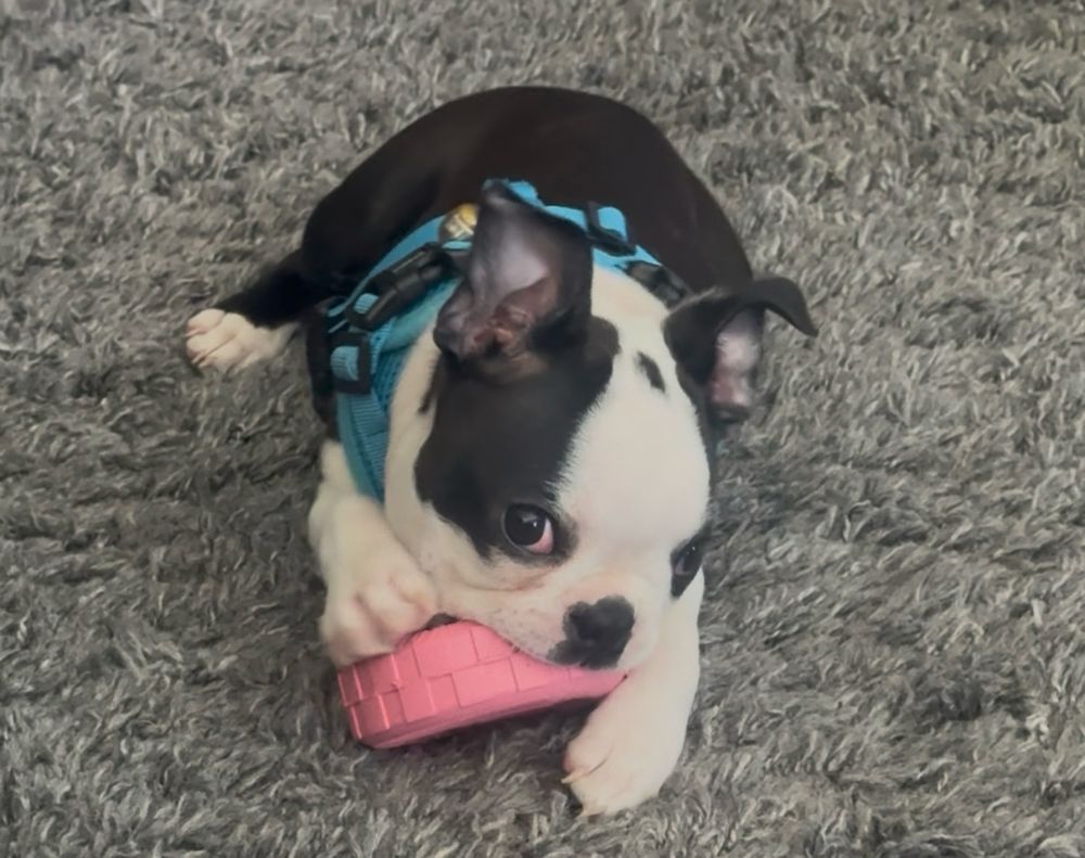 Boston terrier puppy chewing on pink tire while making sure he keeps an eye on you