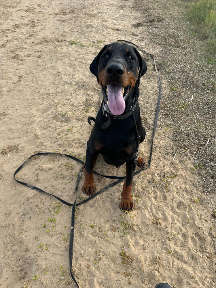 Logan the Dobermann sits on the sand with his long pink tongue hanging out after running around on Holkham beach, Norfolk