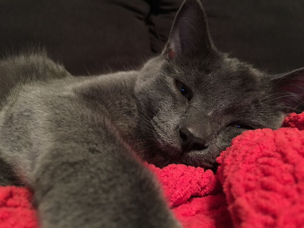Grey cat sleeping on orange blanket 