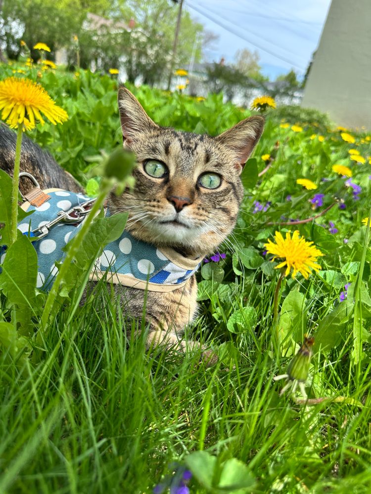 Tabby cat laying in grass and dandelions 