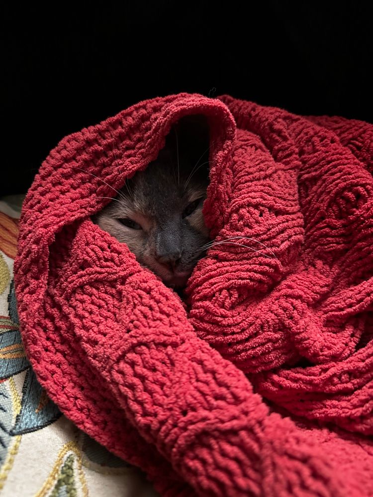 Cat wrapped in orange blanket 