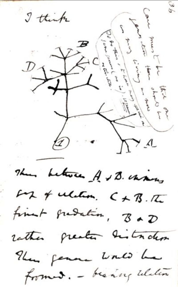 Darwin's first thoughts about the Great Tree of Life, from his 1837 notebook.