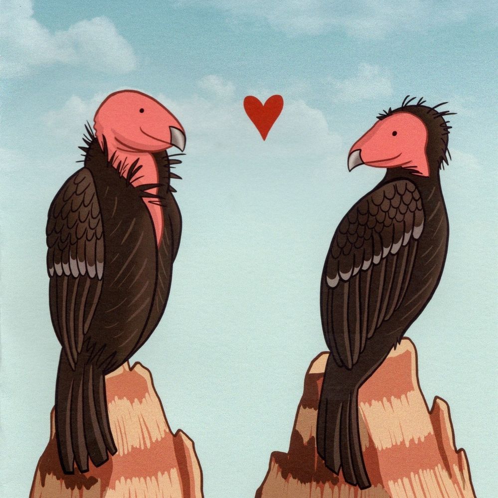 A drawing of two California condors looking at each other with a heart in between. 