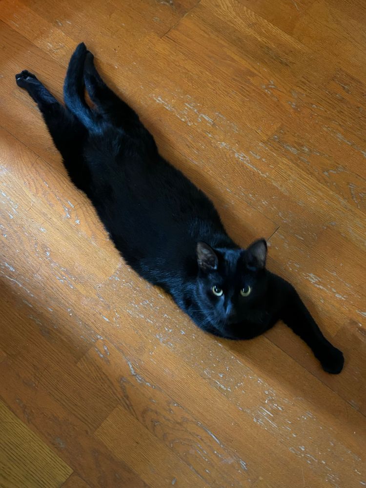 Orion the bombay cat lying on his stomach with both of his back legs outstretched and his right arm tucked under his chest.