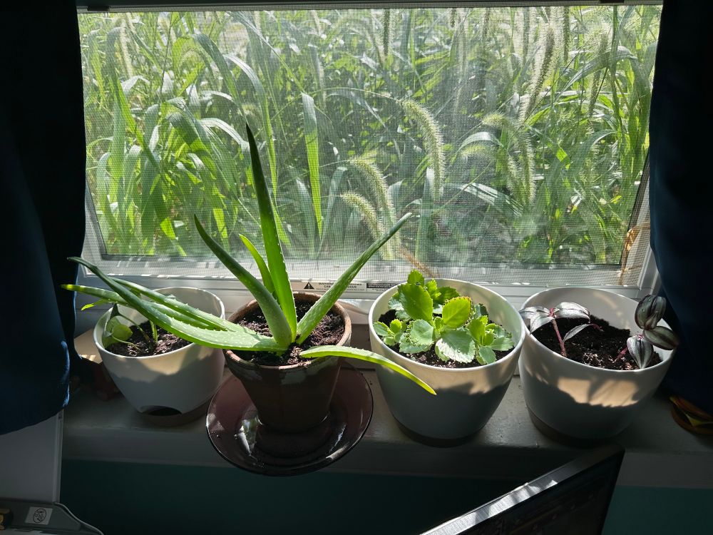 4 potted plants in front of a window.