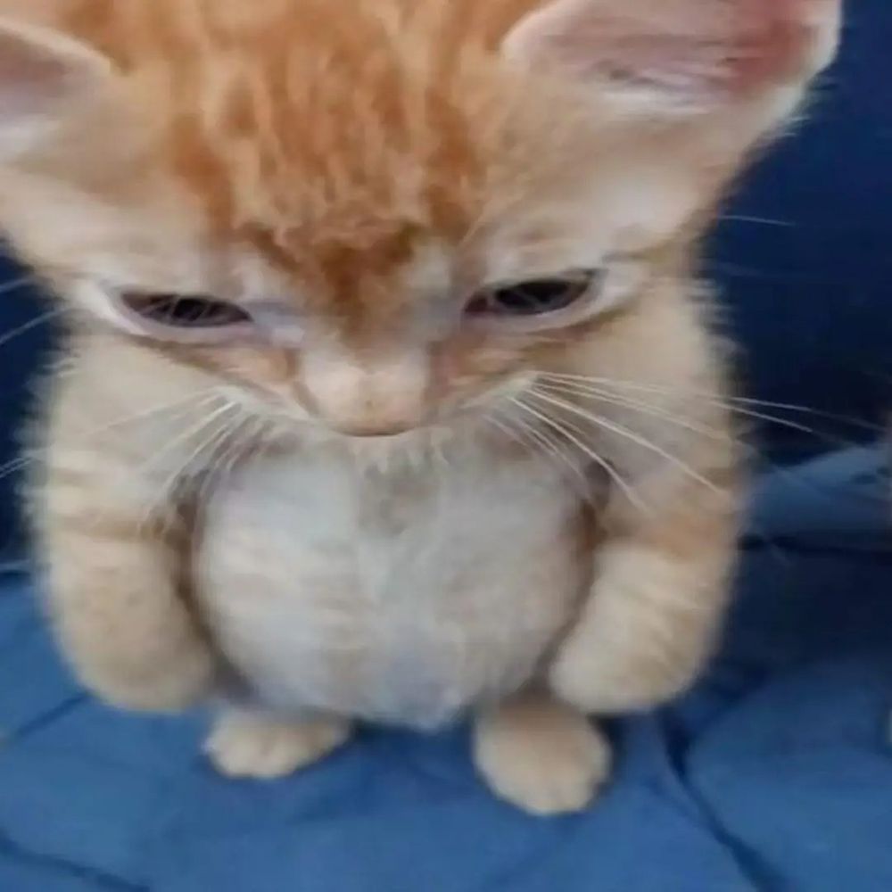 A close up of a cat standing up like a human and staring down as if they're shy