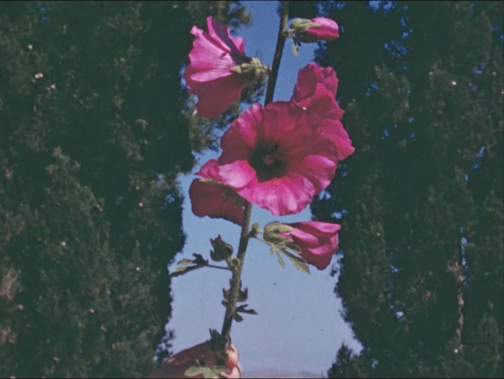 Palestinian carnations are hanging in the middle of the frame. 