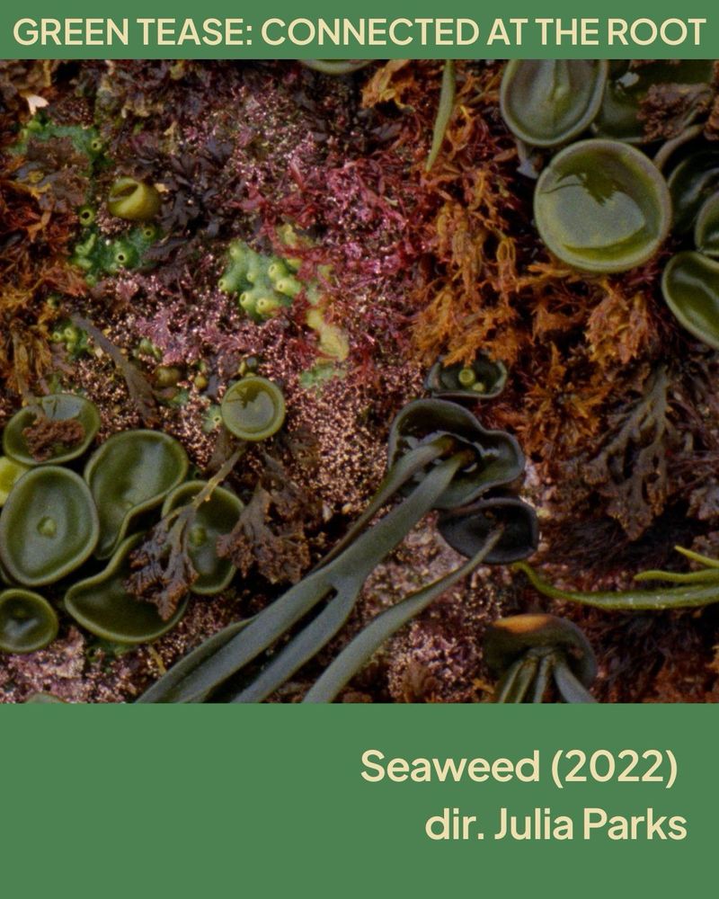 A highly-textured photograph of several types of seaweed consisting of greens, pinks, yellows and oranges. The seaweed ranges in texture. Some are bowl-shaped in which there are small amounts of water, some are long and flowing, and some have a sponge-like texture. Text above the image reads: Green Tease: Connected at the Root. Text below the image reads Seaweed (2022) dir. Julia Parks
