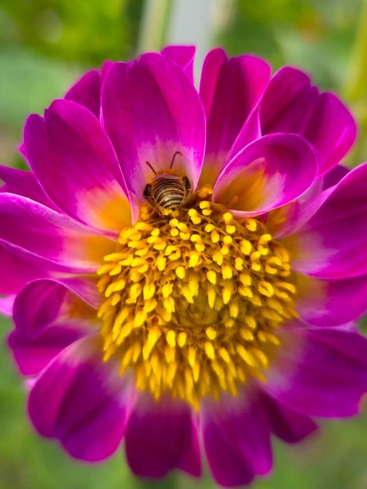 Pink open faced Dahlia with yellow center and a bee face down in the flower asleep at the top of the image.