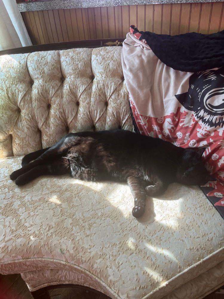 A large black house cat sleeps on a white chaise lounge. His toe beans are visible and his stomach looks soft. 