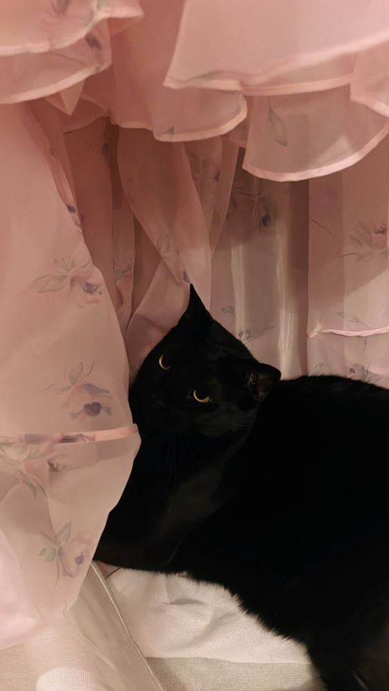 A large and handsome black cat surrounded by light colored fabric. He looks dreamy. 