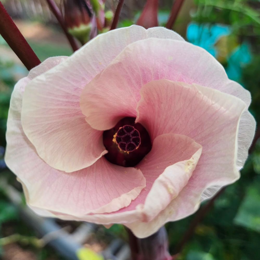 A rosy pink okra bloom with a blood red center. This variety typically has more ivory colored flowers but can change to pink according to temperature.  