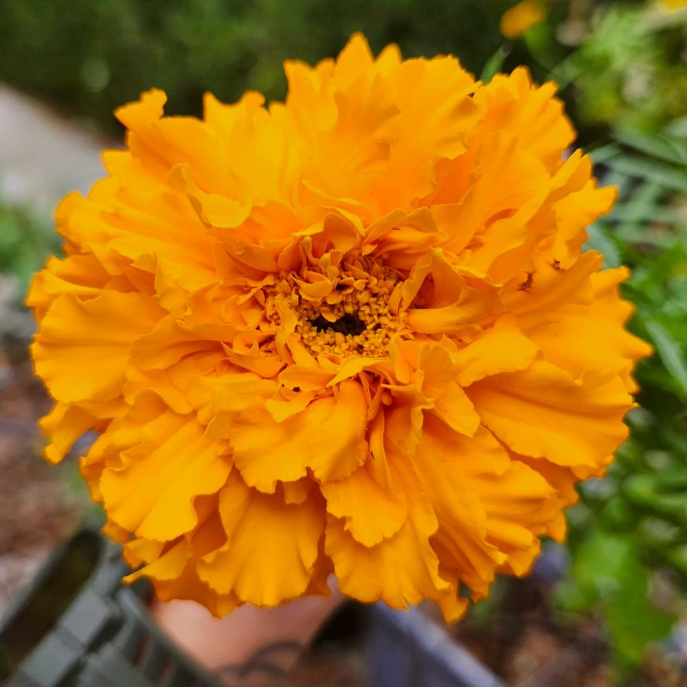 A rather large and vibrant orange marigold. I believe it is an African marigold. Layers upon layers of petals encase a dark and barely visible center. 