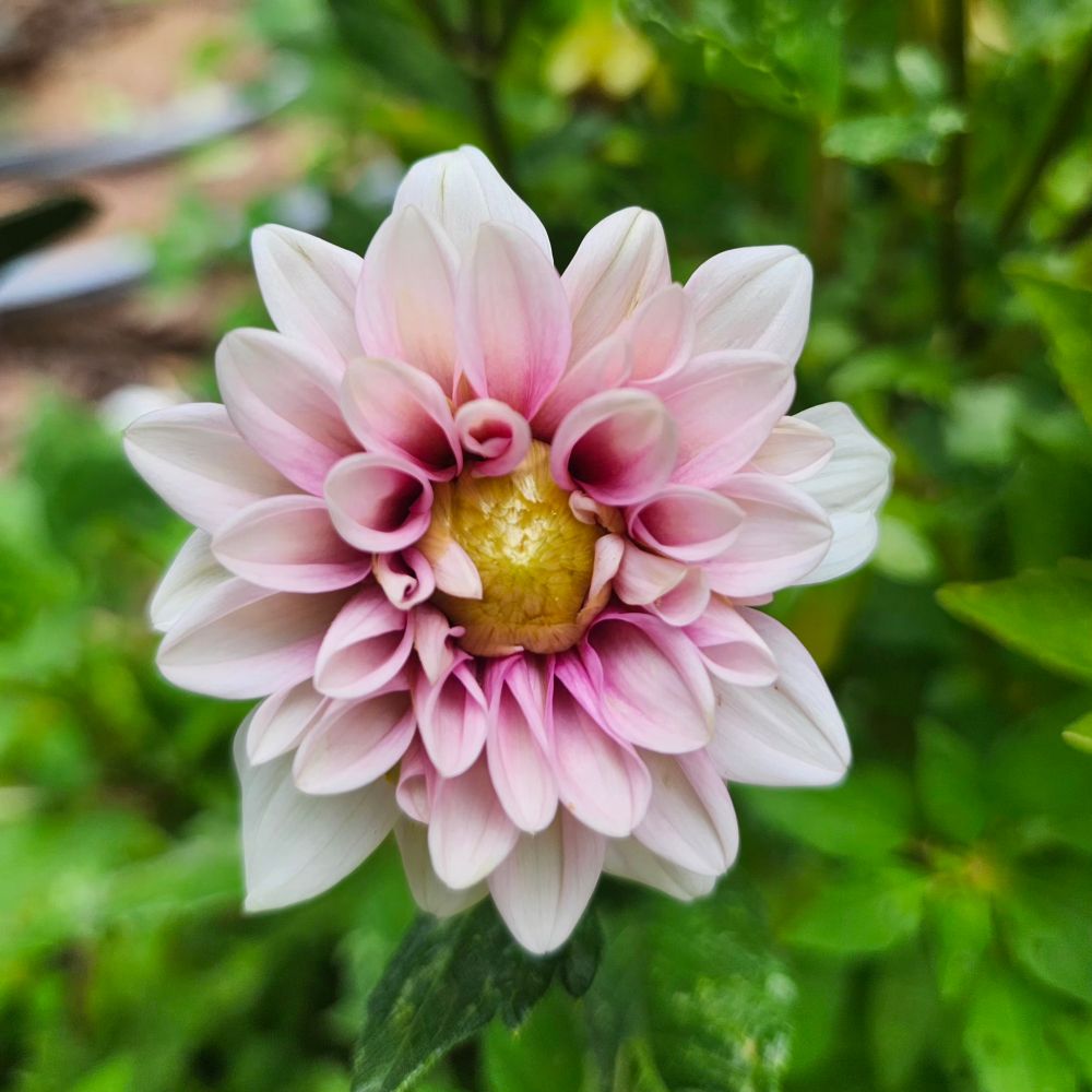 An almost perfect pink and white dahlia. Dark pink fades to pastel. 