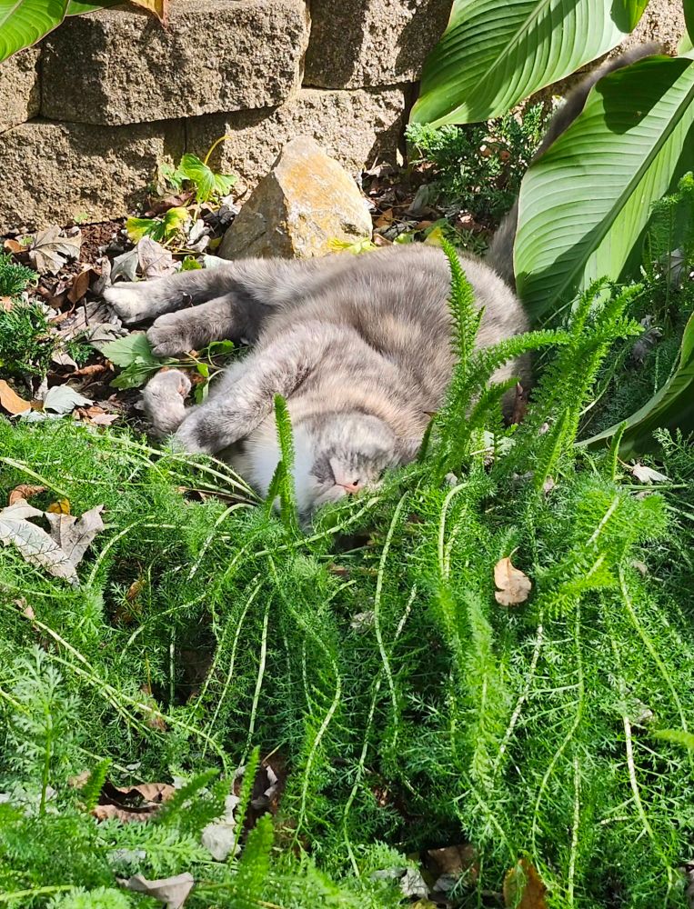 A calico cat rolling on a volunteer catmint plant (unseen) that popped up amongst fluffy green yarrow plants. A fallen canna lily and a makeshift stone wall are in the background. 