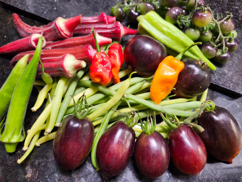 Various red and green okra pods, Cherokee wax and NoID beans, habanero and primotalii peppers, blueberry cream cherry tomatoes (compliments of Sevenhill farm) queen of the night and princess of gothic tomatoes in deep reddish-purple. I delighted in pretending each tomato was a dastardly explorer's head as I plucked them. 