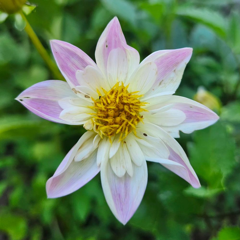 A struggling white and pink dahlia with two types of petals and a yellow center. NoID. 